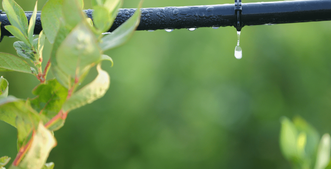 What to Know About Drip Irrigation