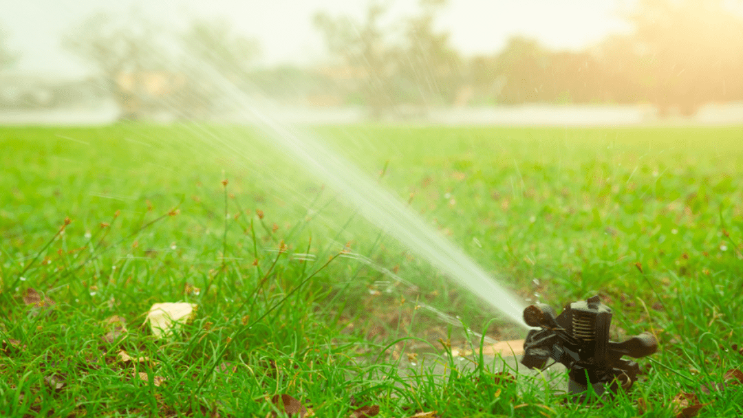 Are You Ready to Go Green and Save Water in Your Yard?