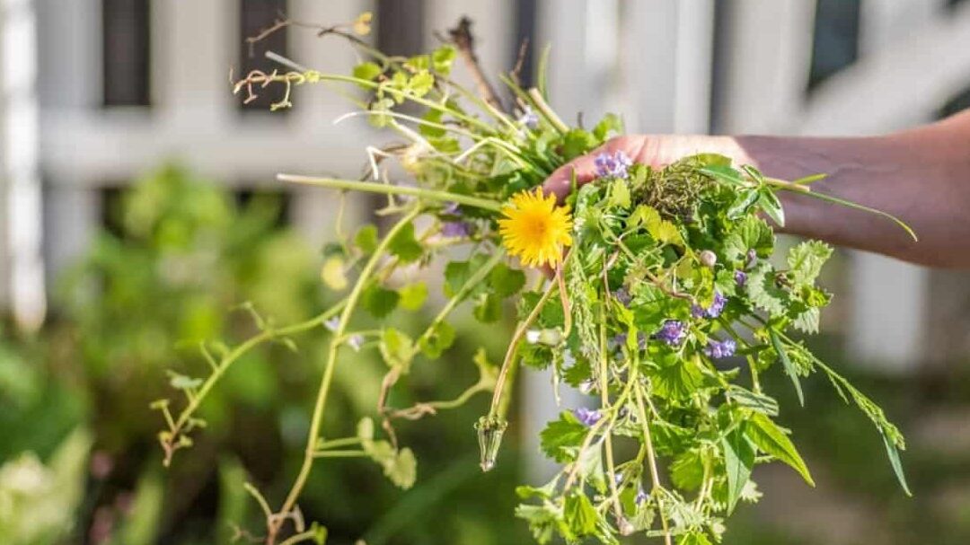 How Do You Control Weeds in Idaho?