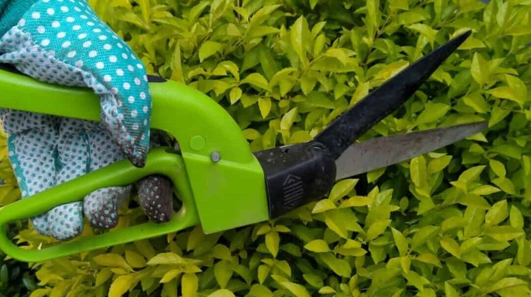 Why Is Trimming and Pruning so Important?
